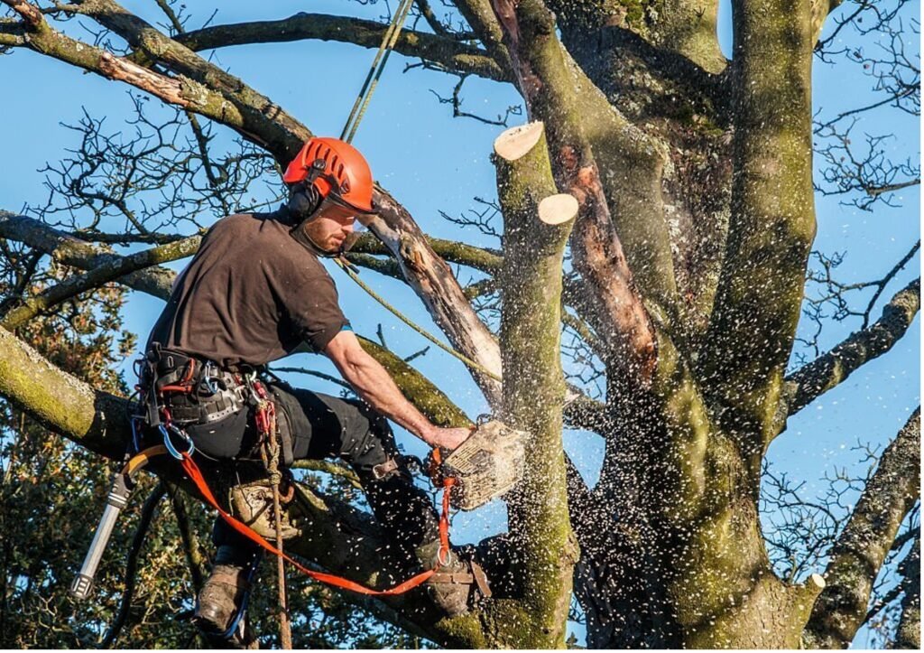 Baumpflege Baumschnitt Oranienburg
