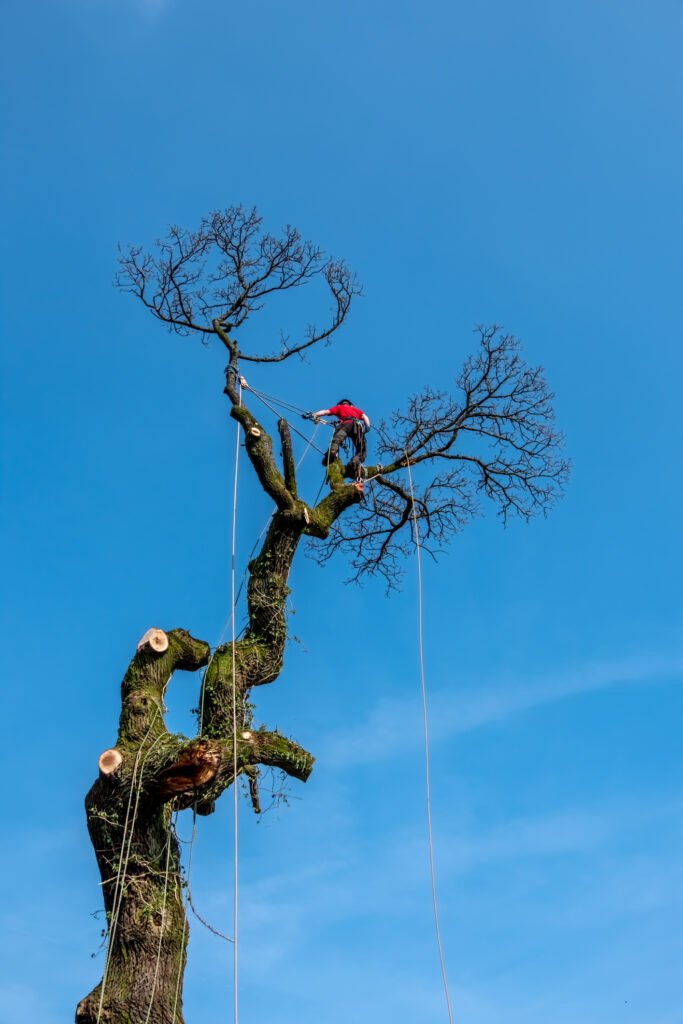 Baumpflege Oranienburg