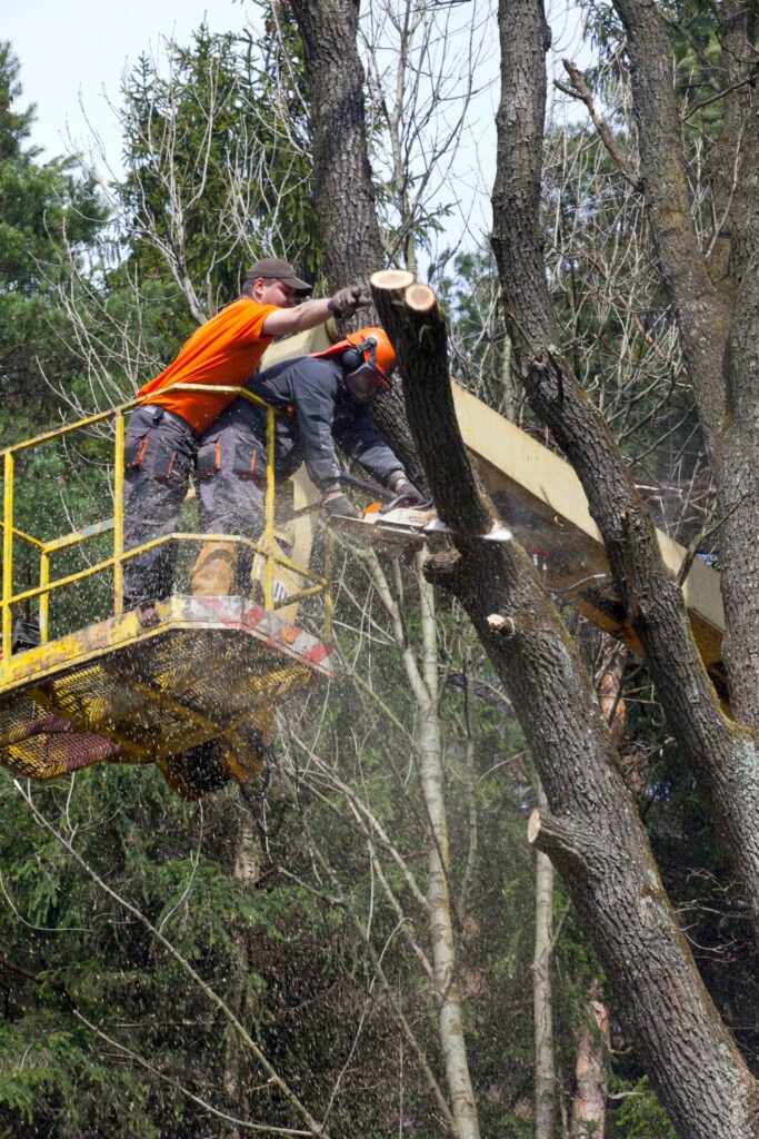 Baumpflege Baumkontrolle Oranienburg